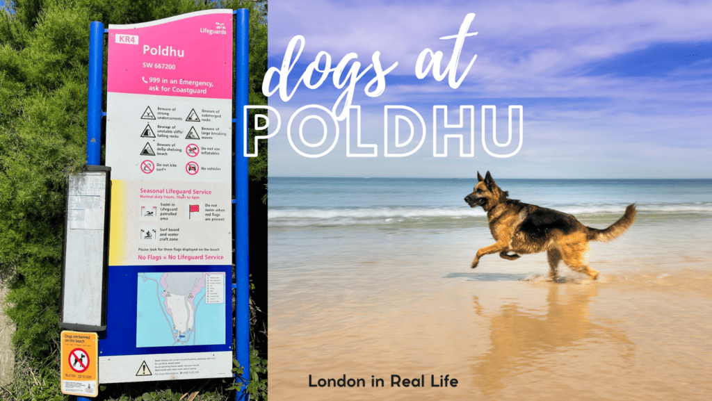 poldhu beach dogs