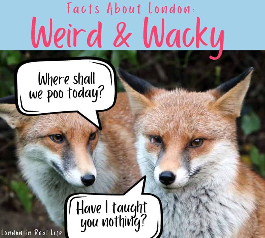 weird london facts: image of two London foxes with speech bubbles that read: "Where shall we poo today?" and "Have I taught you nothing?"